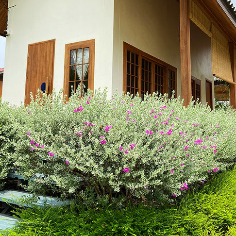 Purple Rain Texas Sage Plant