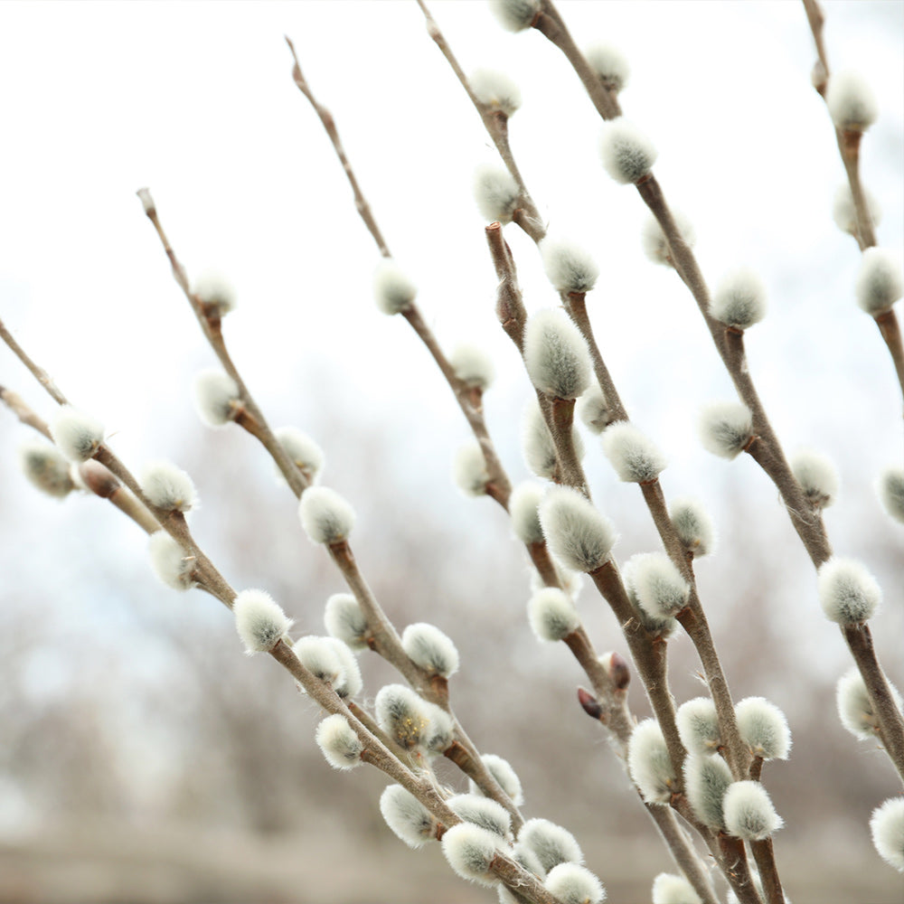 White Pussy Willow Shrub