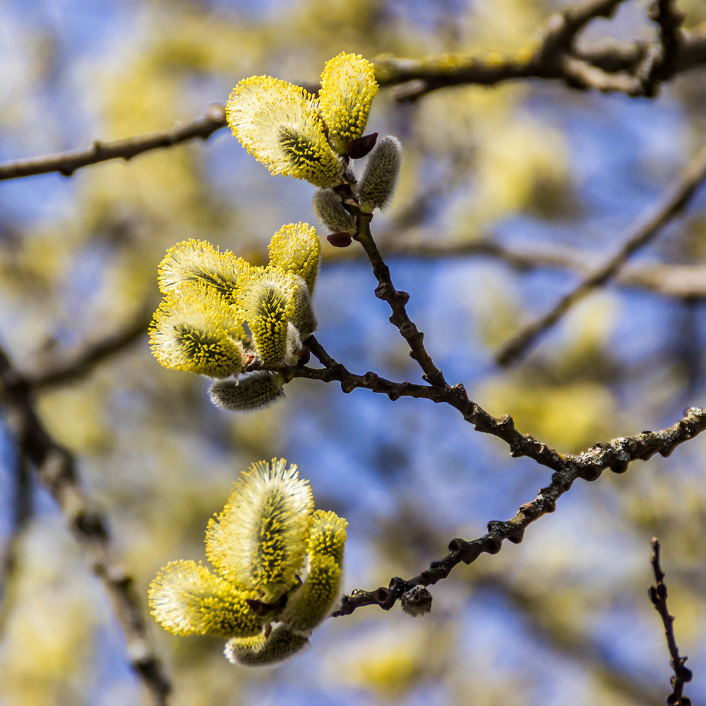 White Pussy Willow Shrub