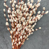 White Pussy Willow Shrub