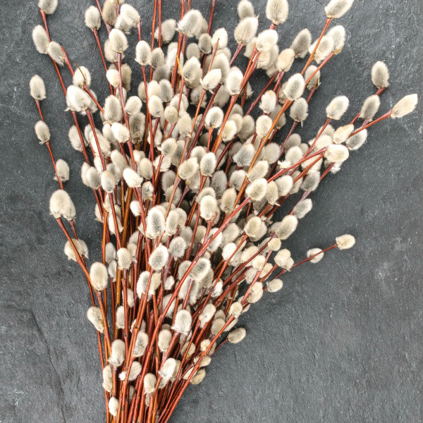 White Pussy Willow Shrub