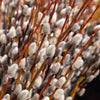 White Pussy Willow Shrub