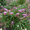 Pugster Pink® Butterfly Bush