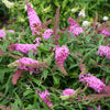 Pugster Pink® Butterfly Bush