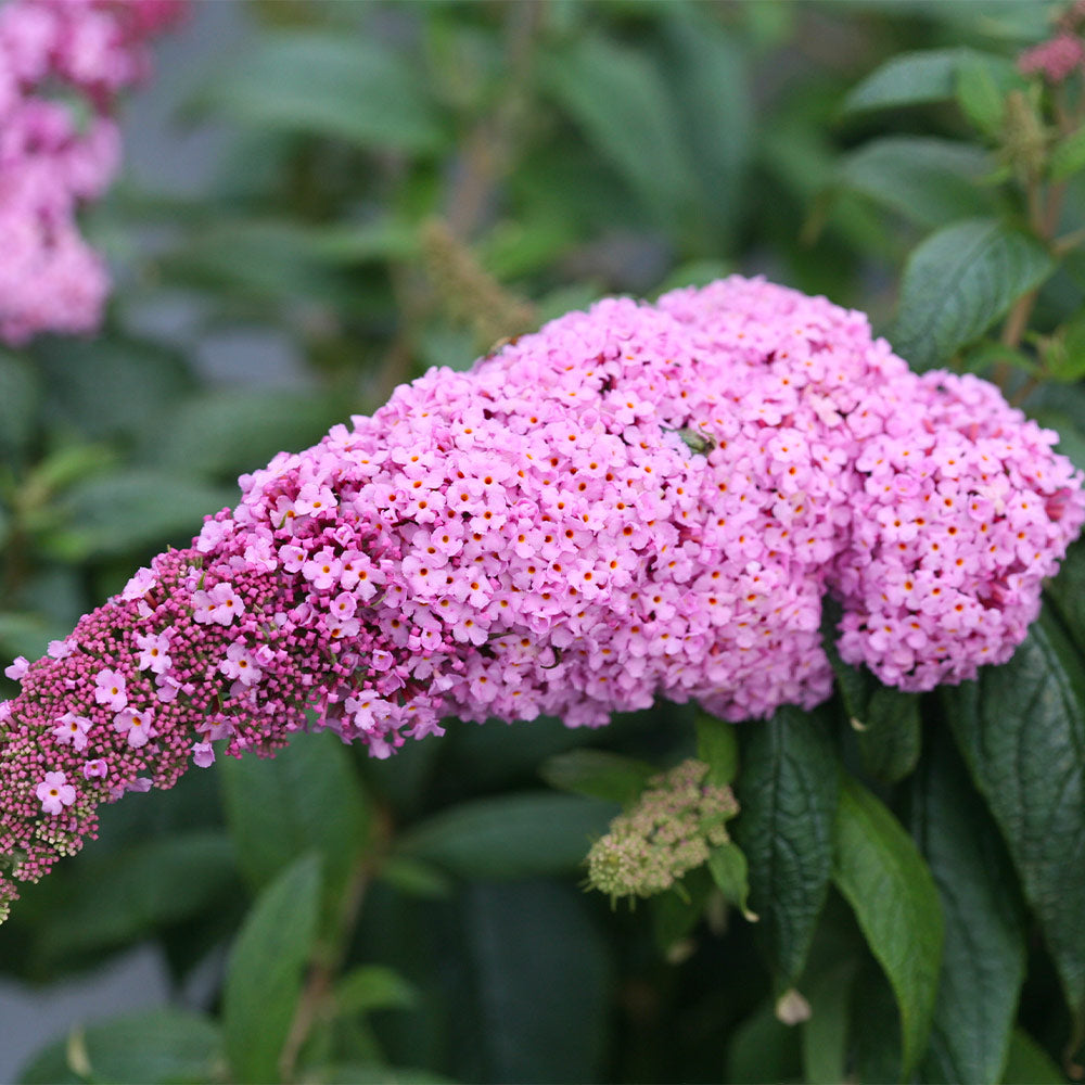 Pugster Pink® Butterfly Bush