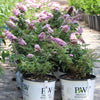 Pugster Pink® Butterfly Bush