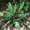 Rattlesnake Plant