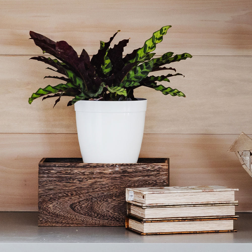 Rattlesnake Plant