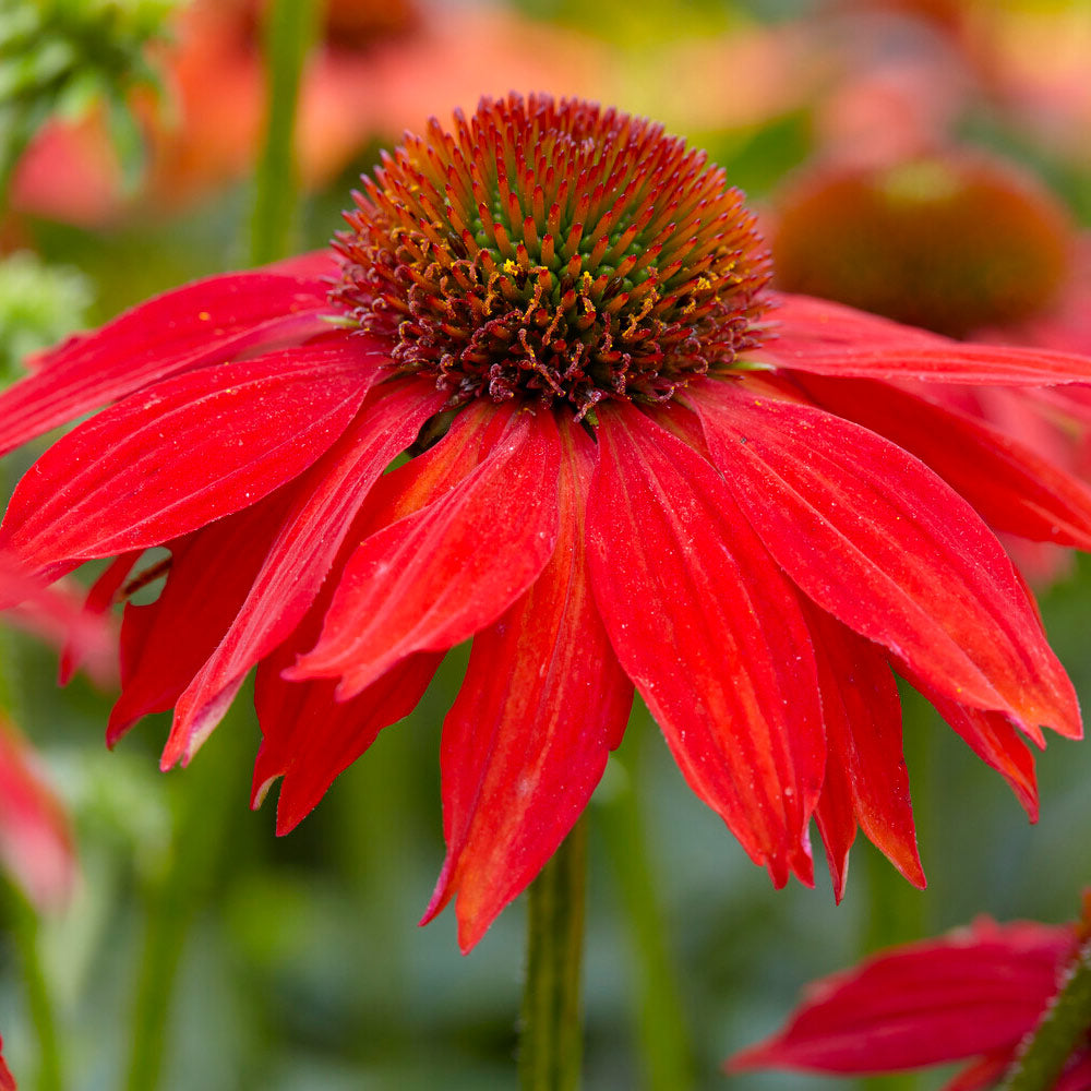 Sombrero® Salsa Red Coneflower