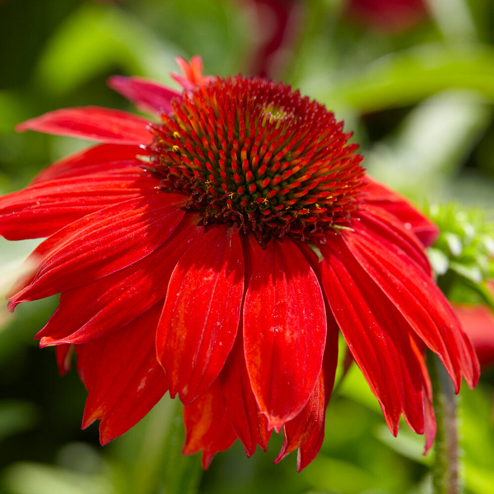 Sombrero® Salsa Red Coneflower