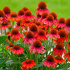 Sombrero® Salsa Red Coneflower