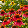 Sombrero® Salsa Red Coneflower