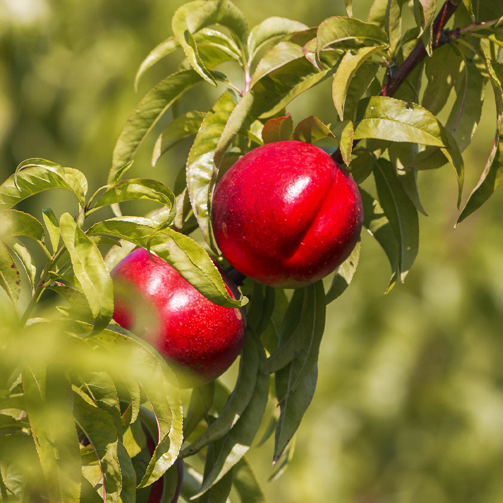 Red Gold Nectarine