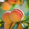 Red Baron Peach Tree California