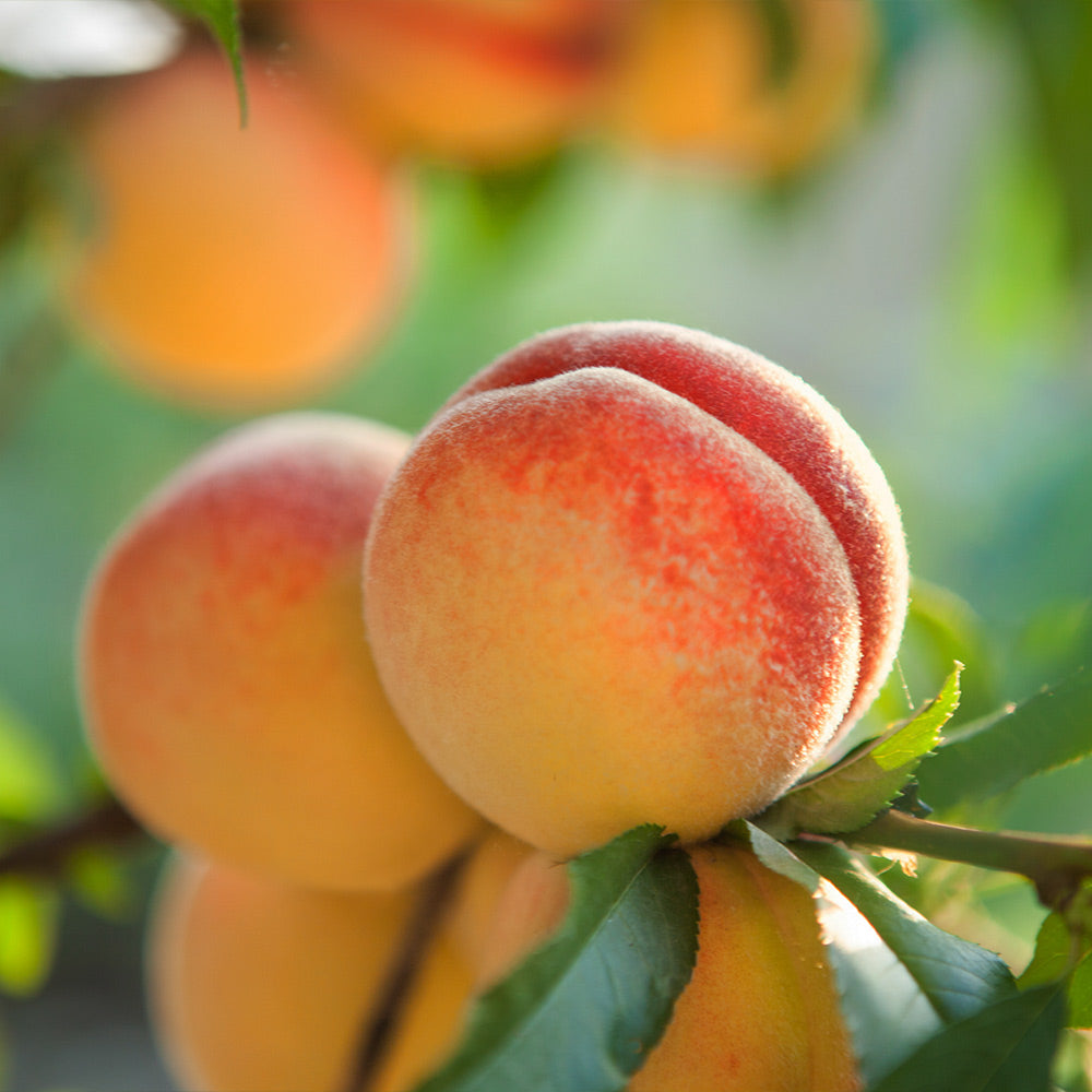 Red Baron Peach Tree California