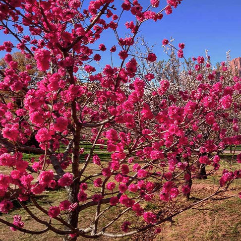 Red Baron Peach Tree California