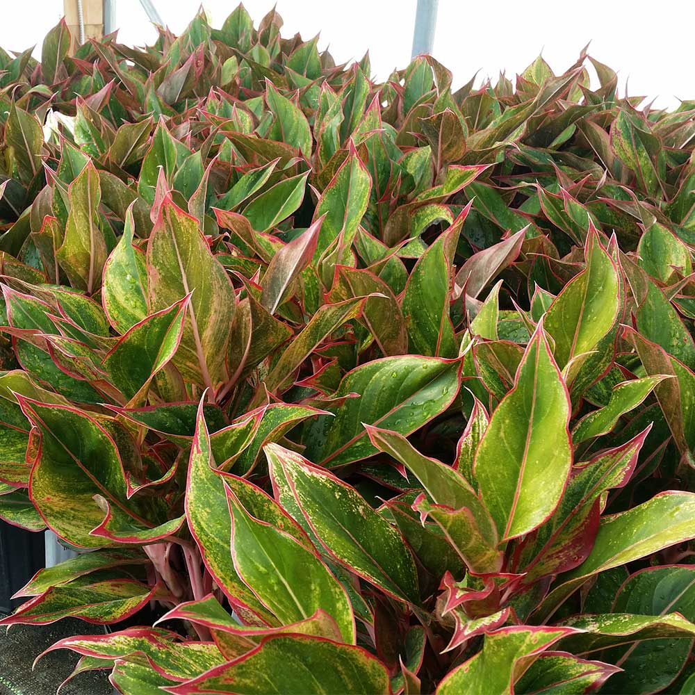 Red Chinese Evergreen Plant