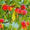 Red Haven Peach Tree