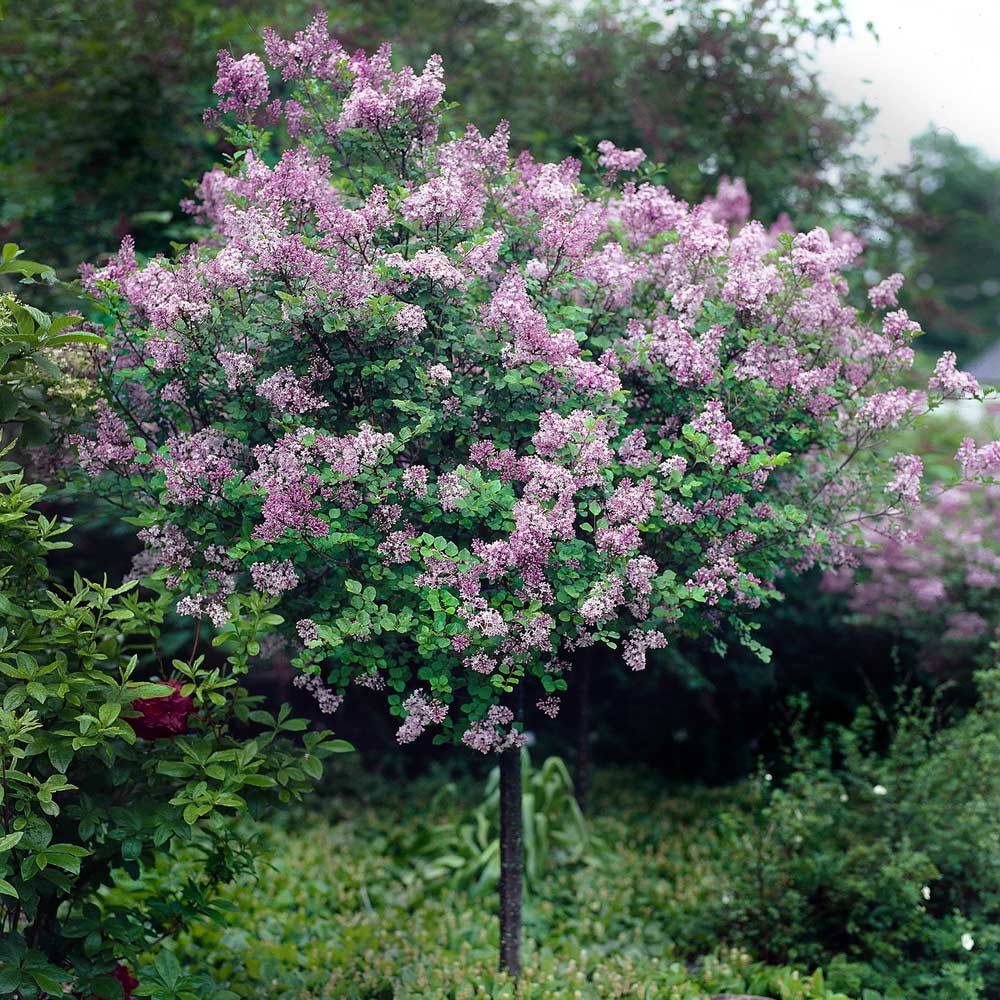 Red Pixie Lilac Tree
