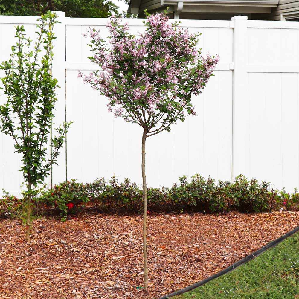 Red Pixie Lilac Tree