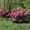 Red Rhododendron Shrub