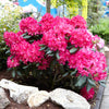 Red Rhododendron Shrub