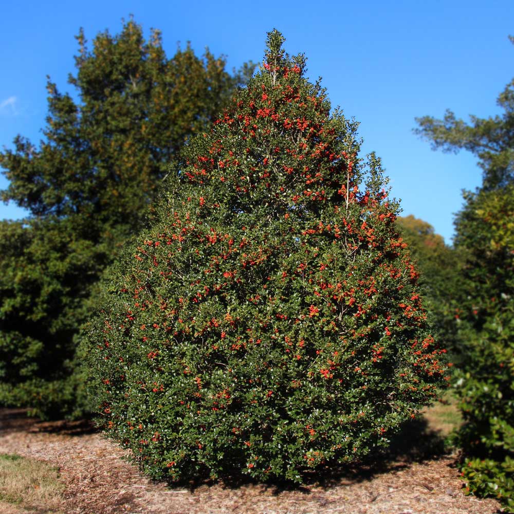 Robin™ Red Holly Tree