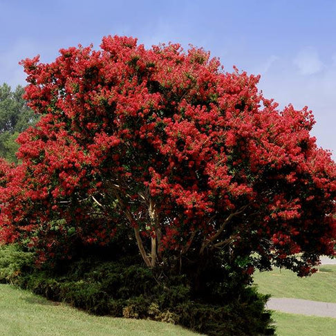 Red Rocket Crape Myrtle Tree