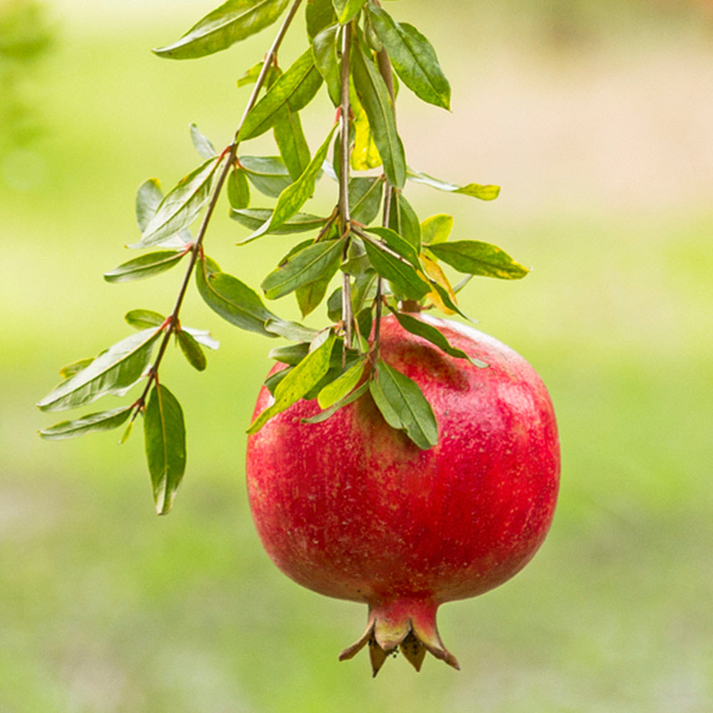 Cold Hardy Red Pomegranate Tree - USDA Organic