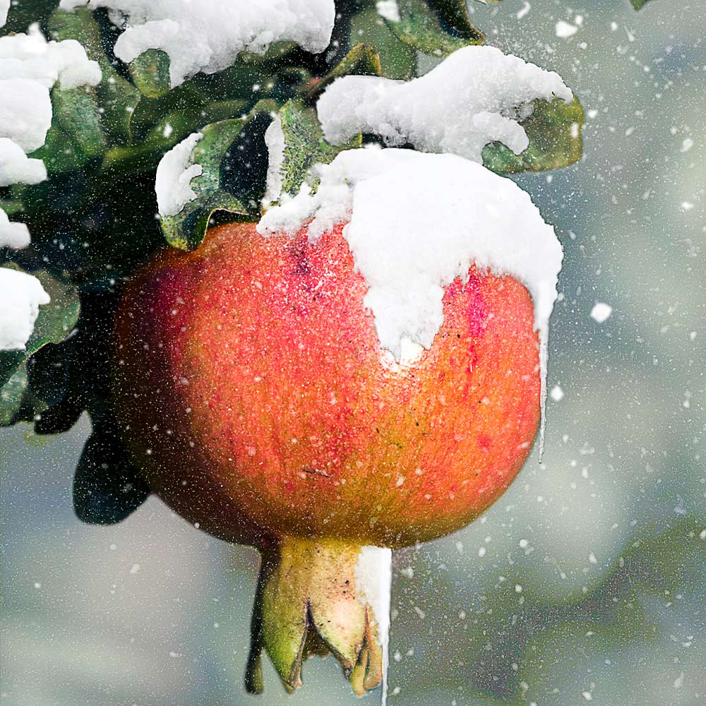 Cold Hardy Red Pomegranate Tree - USDA Organic