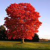 Red Sunset® Maple Tree