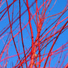 Red Twig Dogwood Shrub