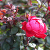 Double Knock Out® Rose