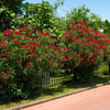 Red Oleander