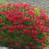 Red Oleander