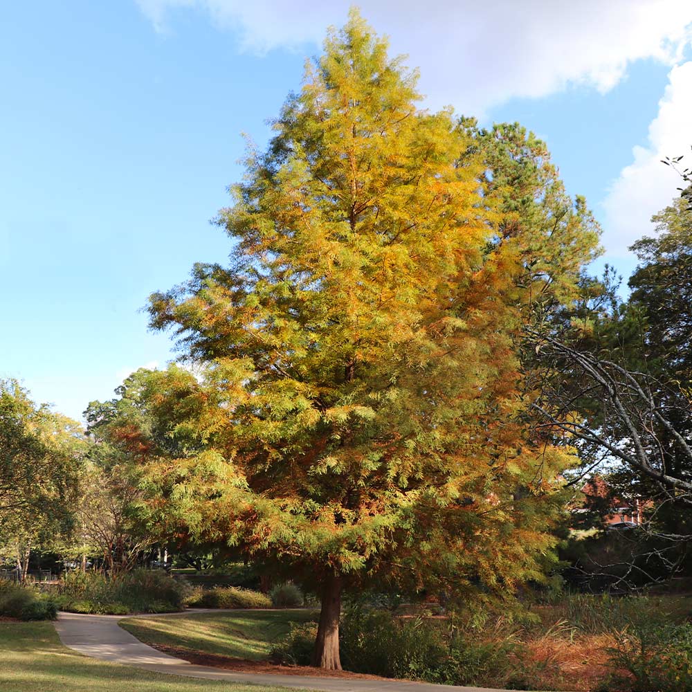 Dawn Redwood Tree