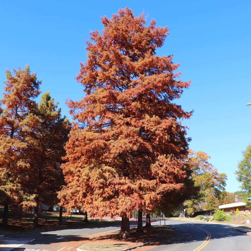 Dawn Redwood Tree