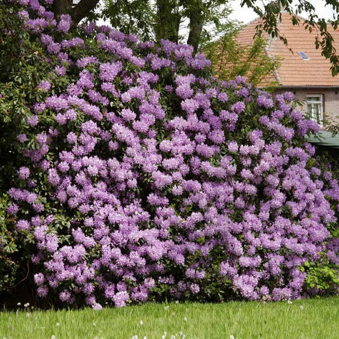 Lavender Rhododendron Shrub