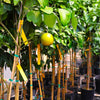 Rio Red Grapefruit