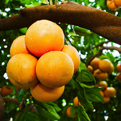 Rio Red Grapefruit