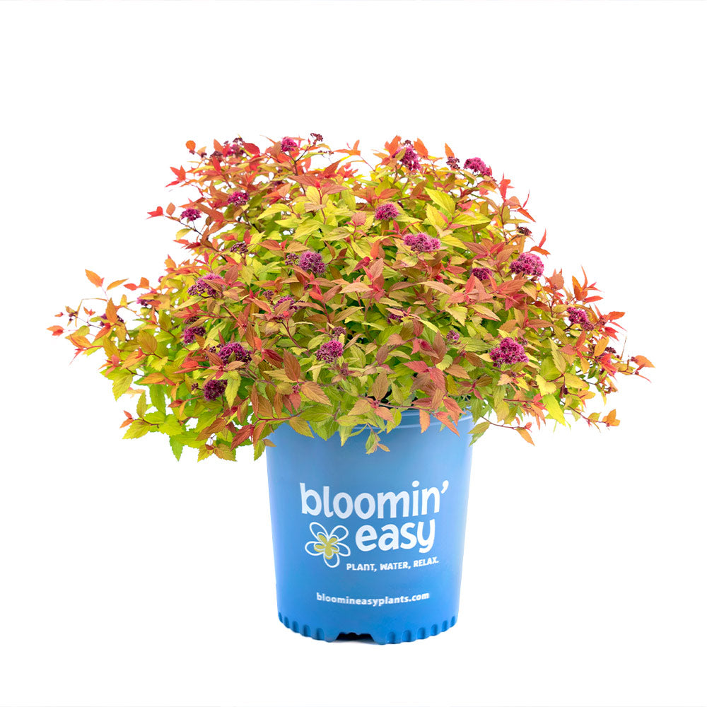 Rainbow Fizz™ Spiraea