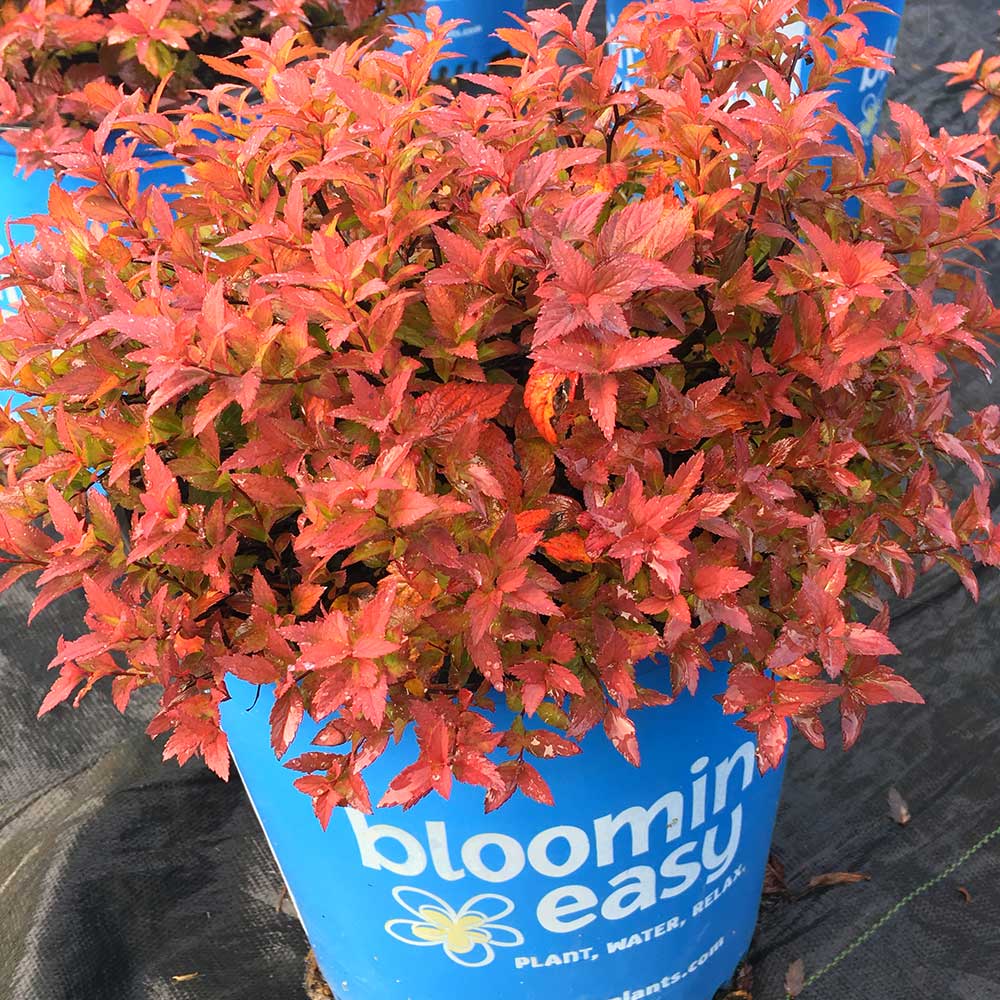 Rainbow Fizz™ Spiraea