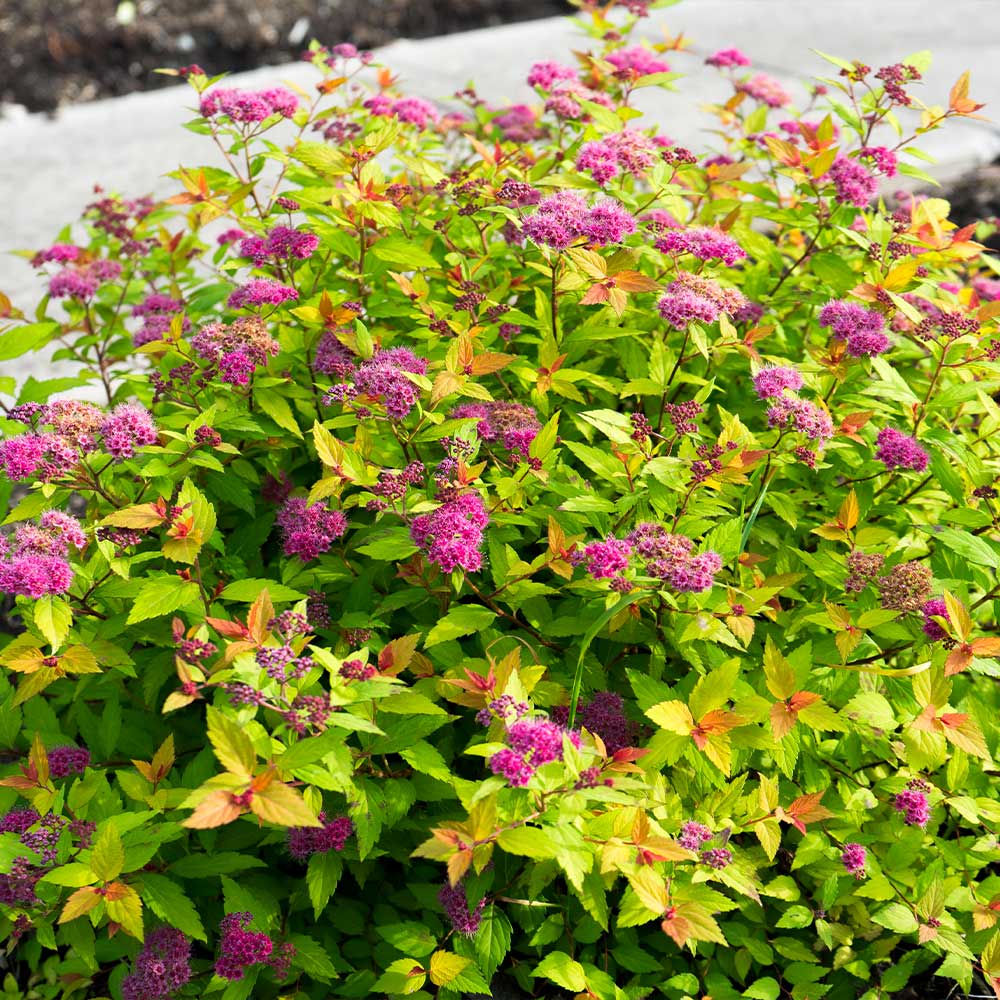 Rainbow Fizz™ Spiraea