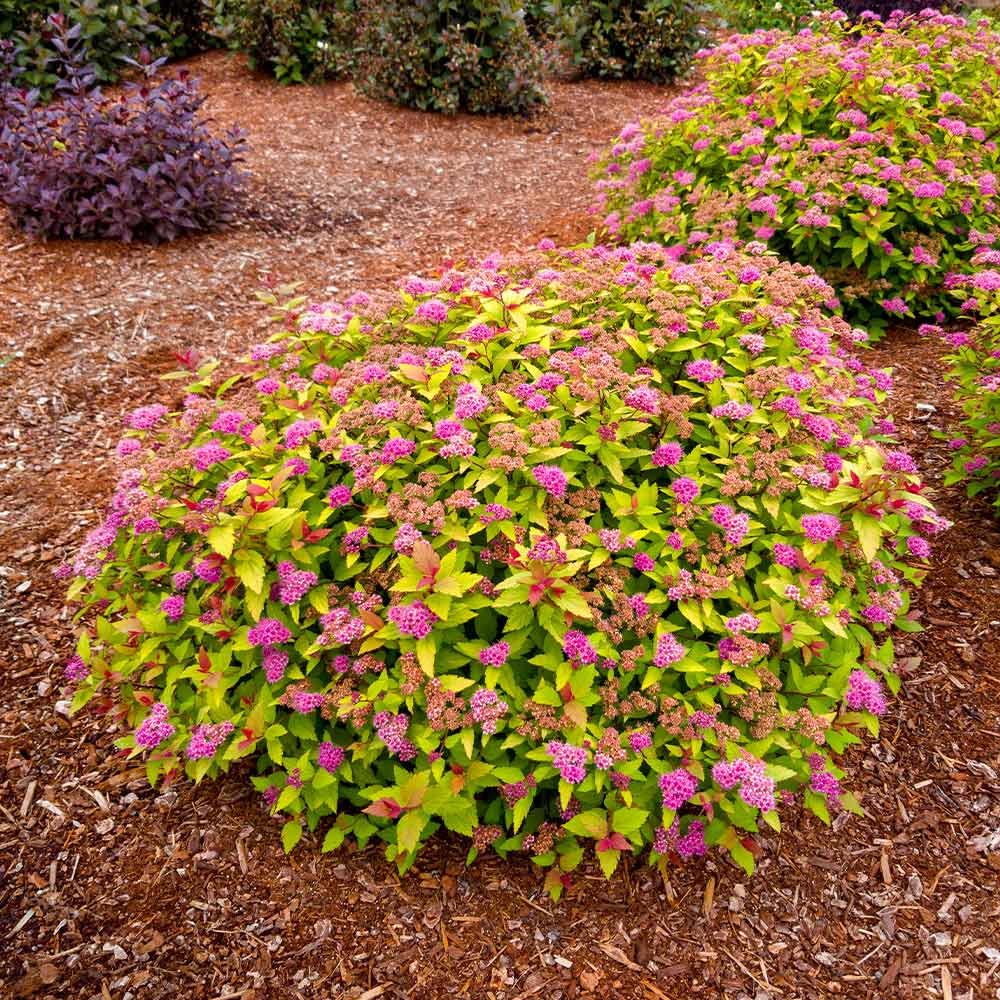 Rainbow Fizz™ Spiraea