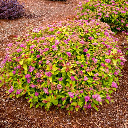 Rainbow Fizz™ Spiraea