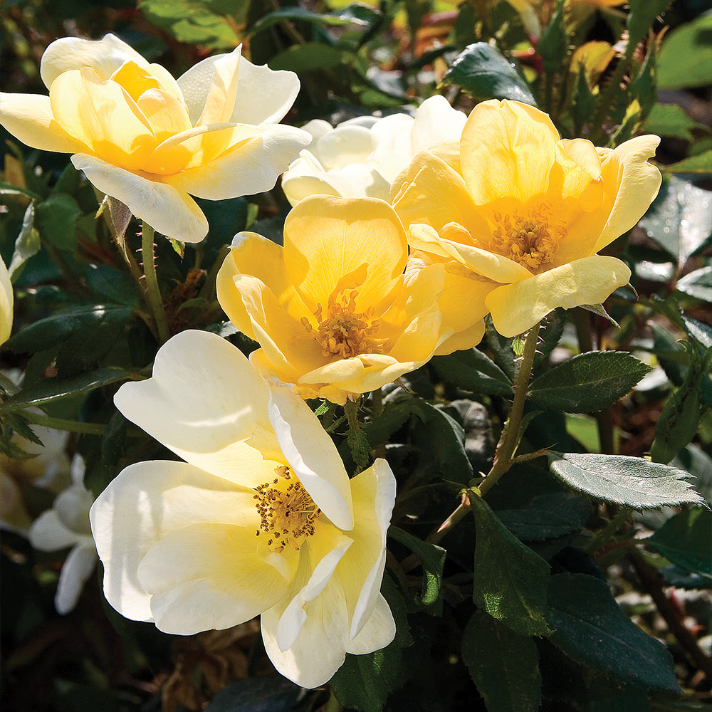 Sunny Knock Out® Rose Tree
