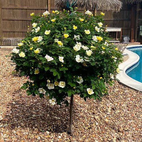 Sunny Knock Out® Rose Tree