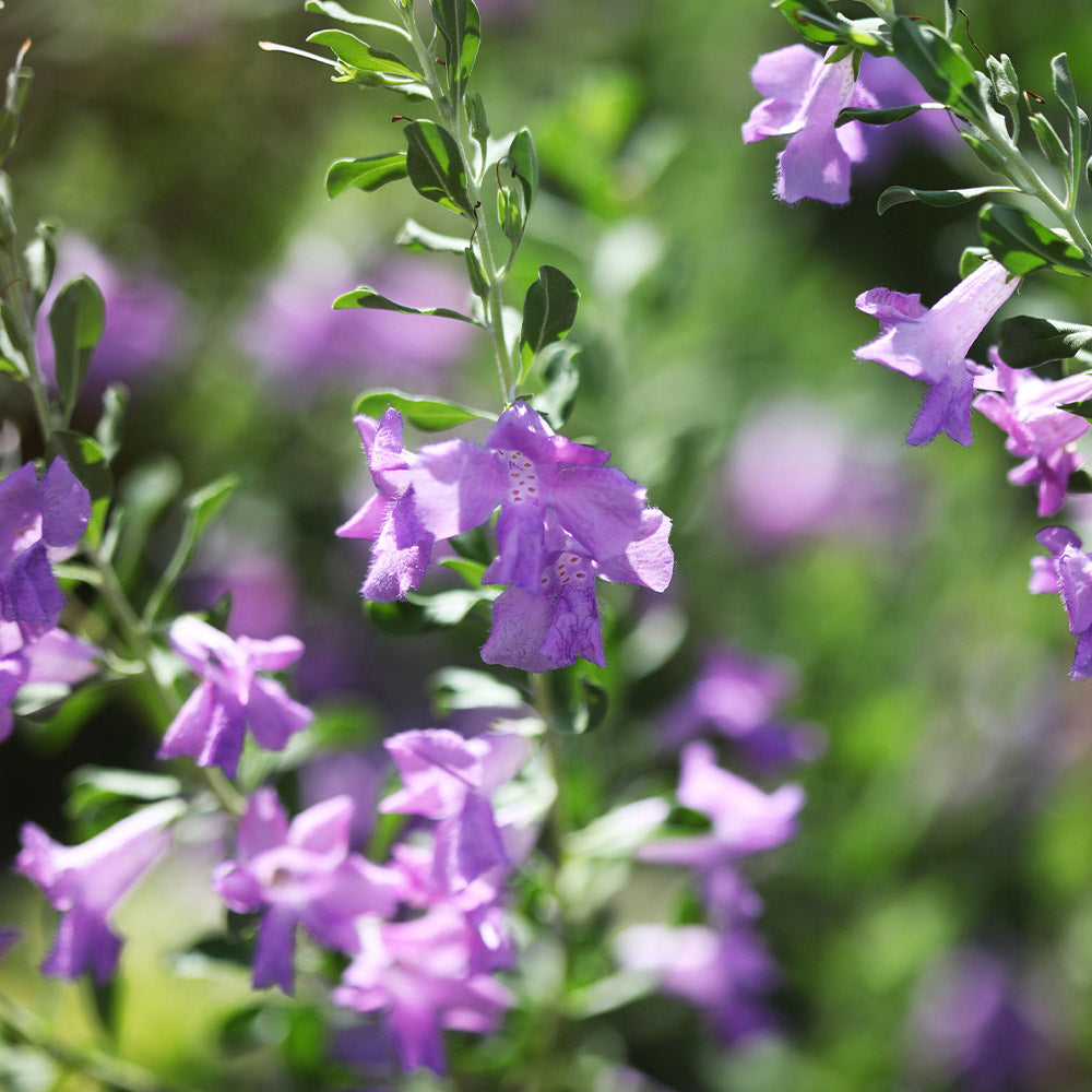 San Antonio Rose Texas Sage