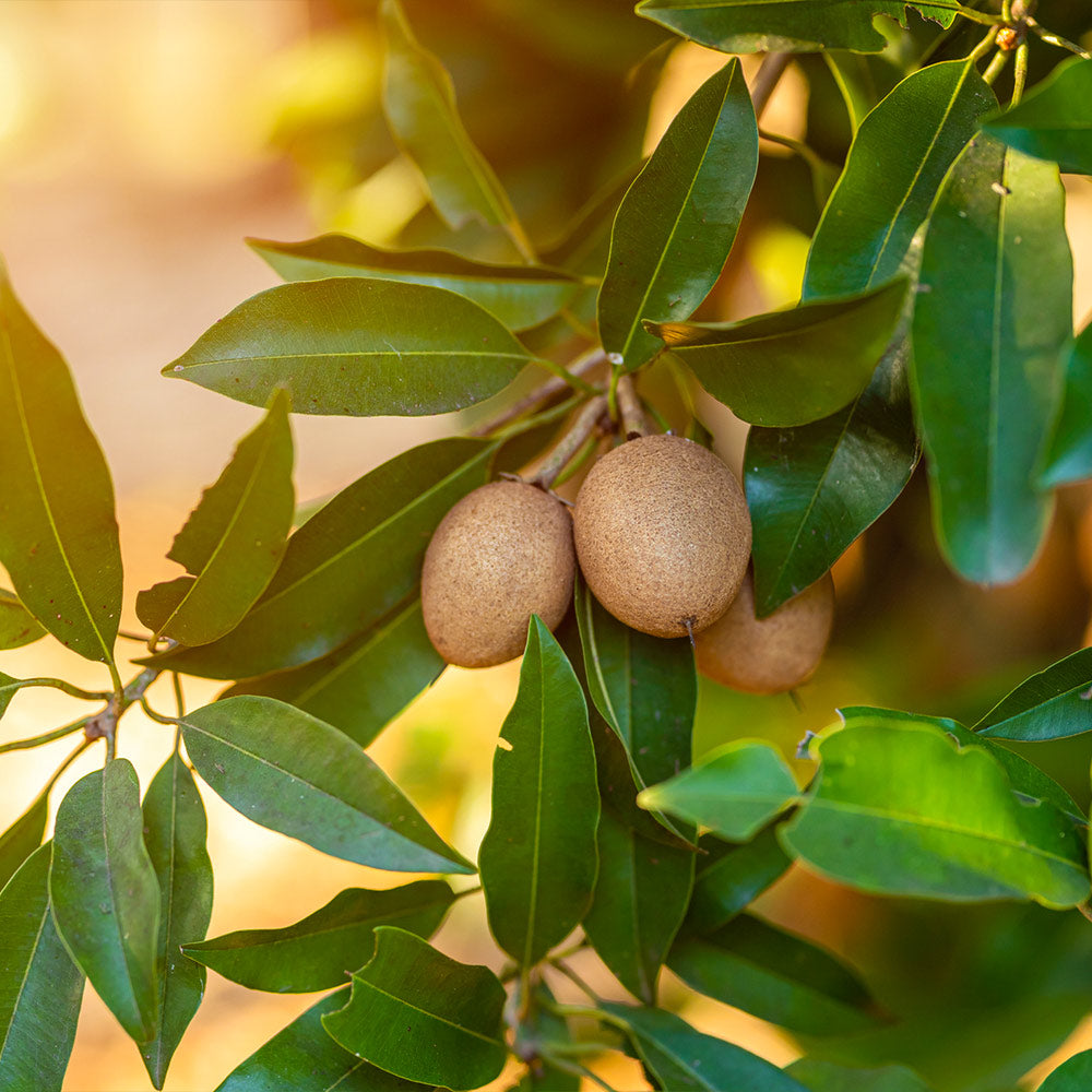 Sapodilla Tree