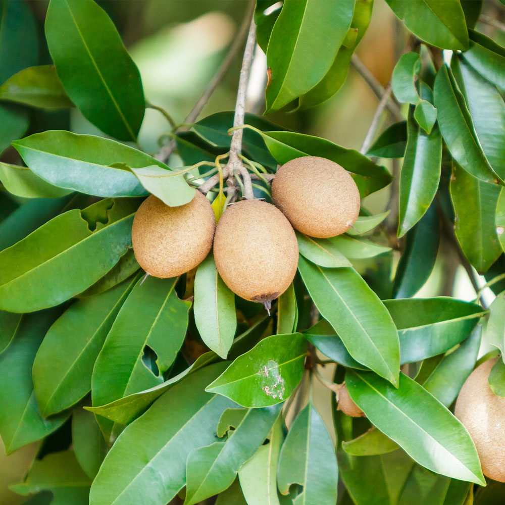 Sapodilla Tree